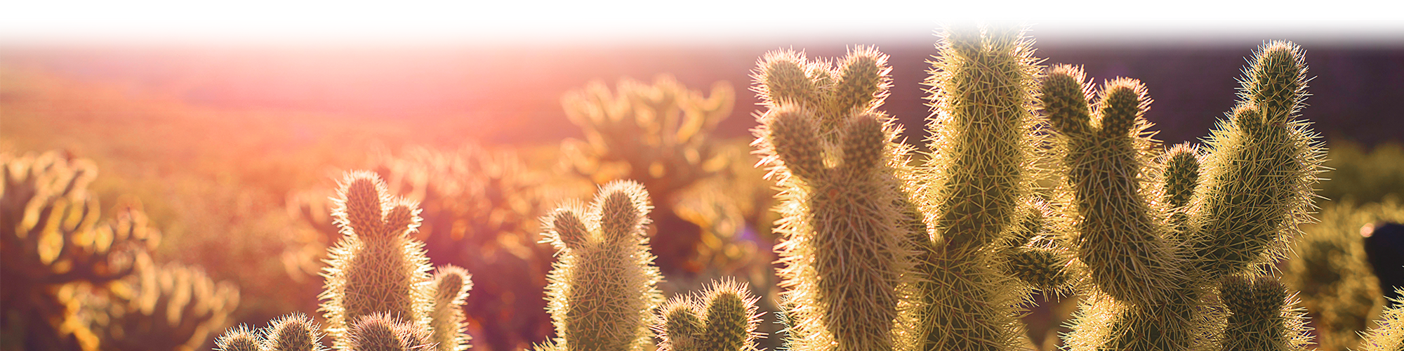 background image of cacti